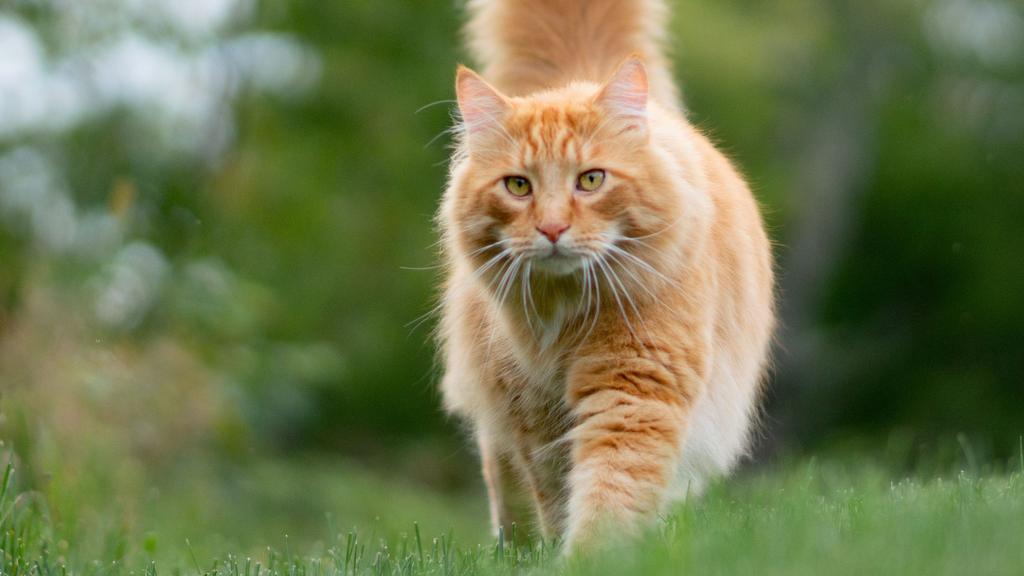 Financial Considerations icon