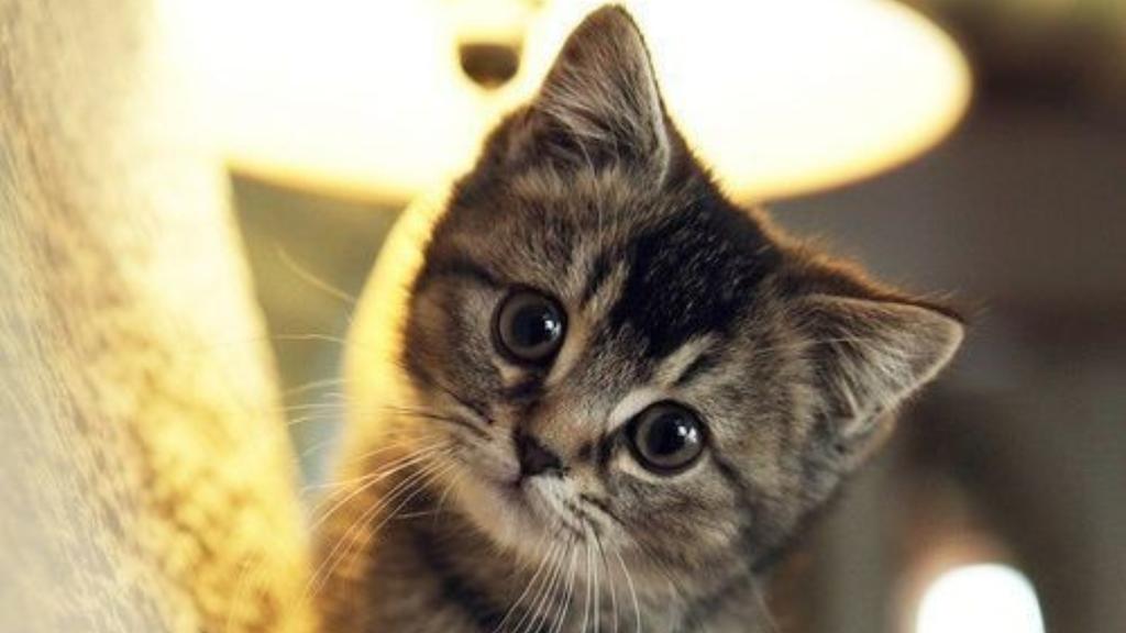 Exercise & Activity Needs icon