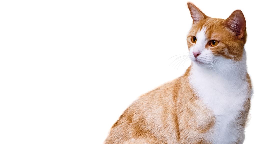 Long-Term Commitment & Special Considerations icon