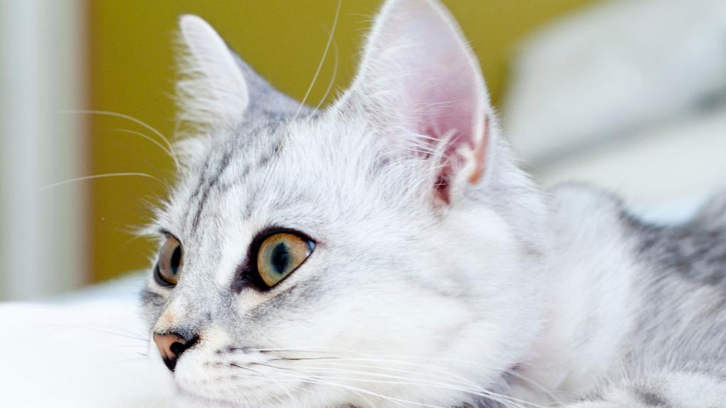 Adoption vs. Breeder Considerations icon