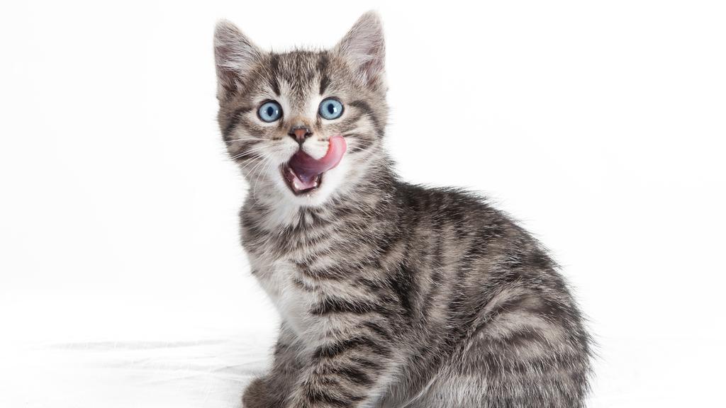 Exercise & Activity Needs icon