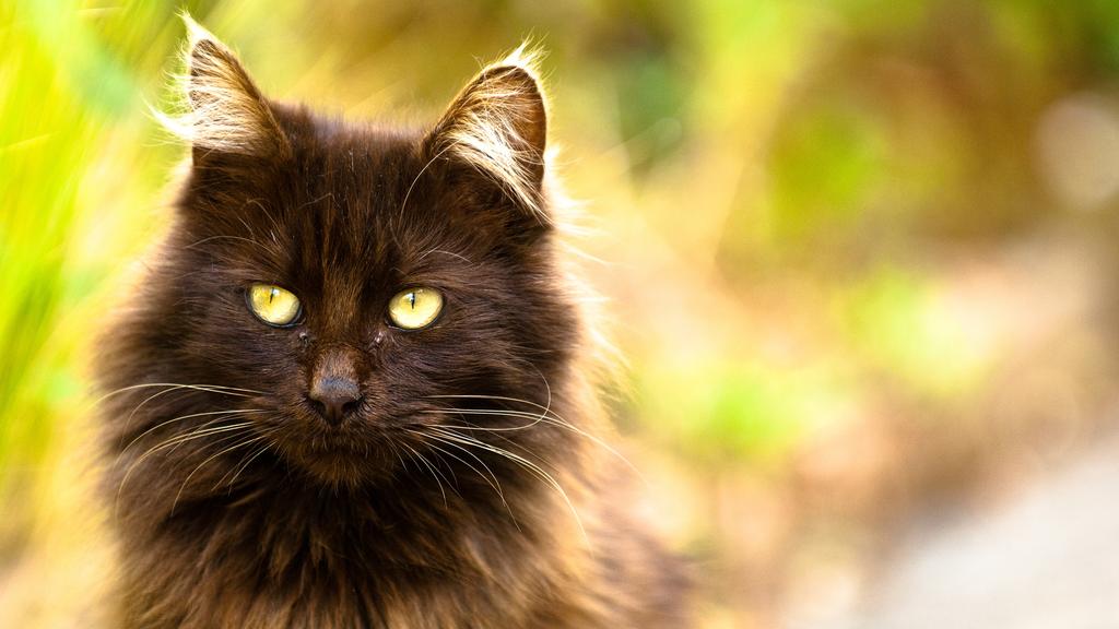 Financial Considerations icon