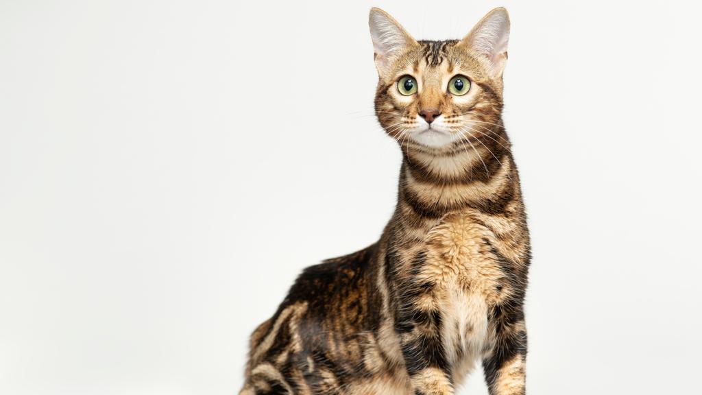 Basic Information icon