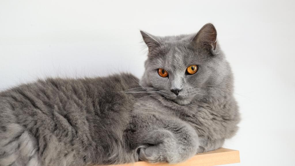 Chartreux