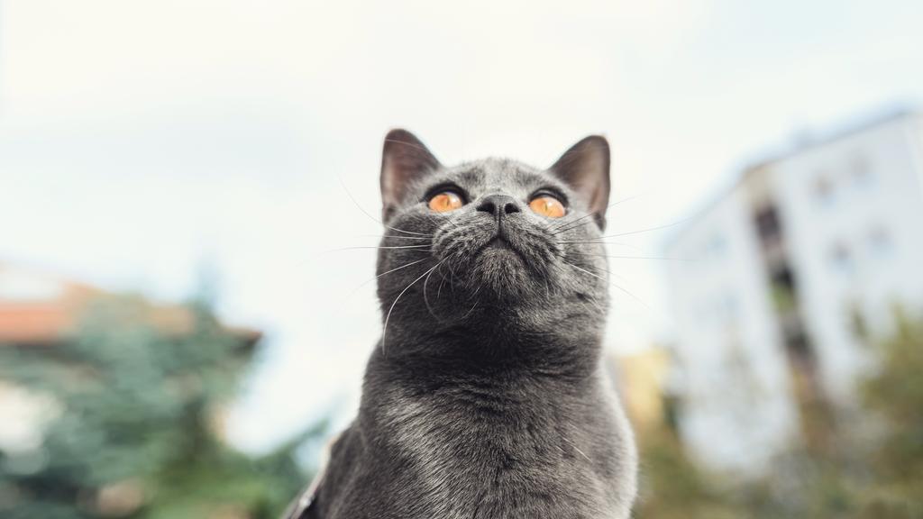 Chartreux