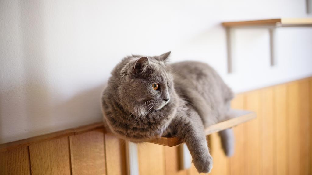 Chartreux
