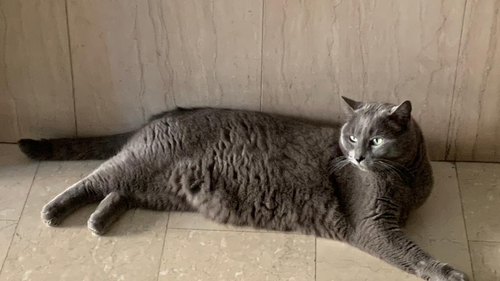 Chartreux