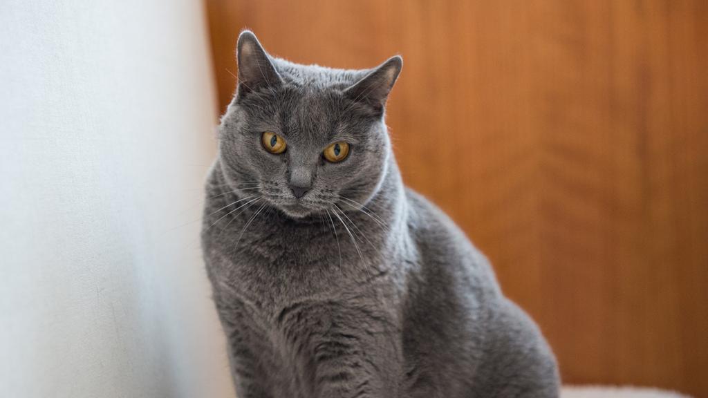 Chartreux