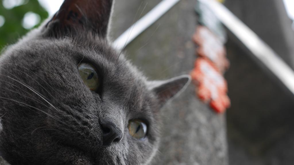 Exercise & Activity Needs icon