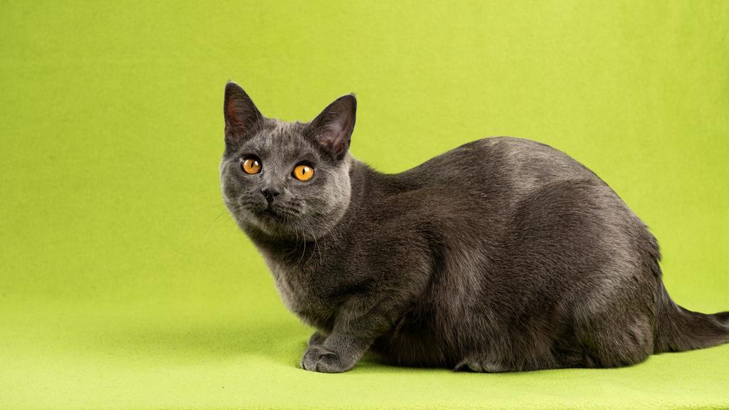 Adoption vs. Breeder Considerations icon