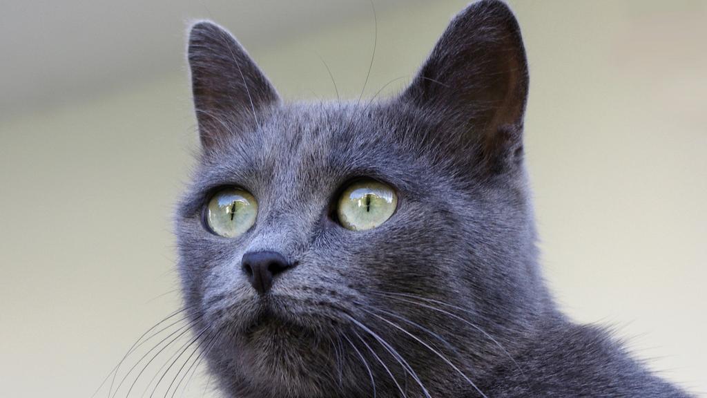Chartreux