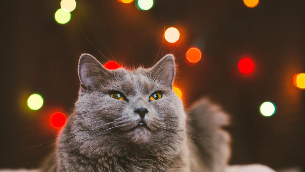 Long-Term Commitment & Special Considerations icon