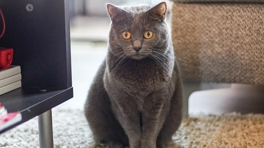 Temperament & Behavior icon