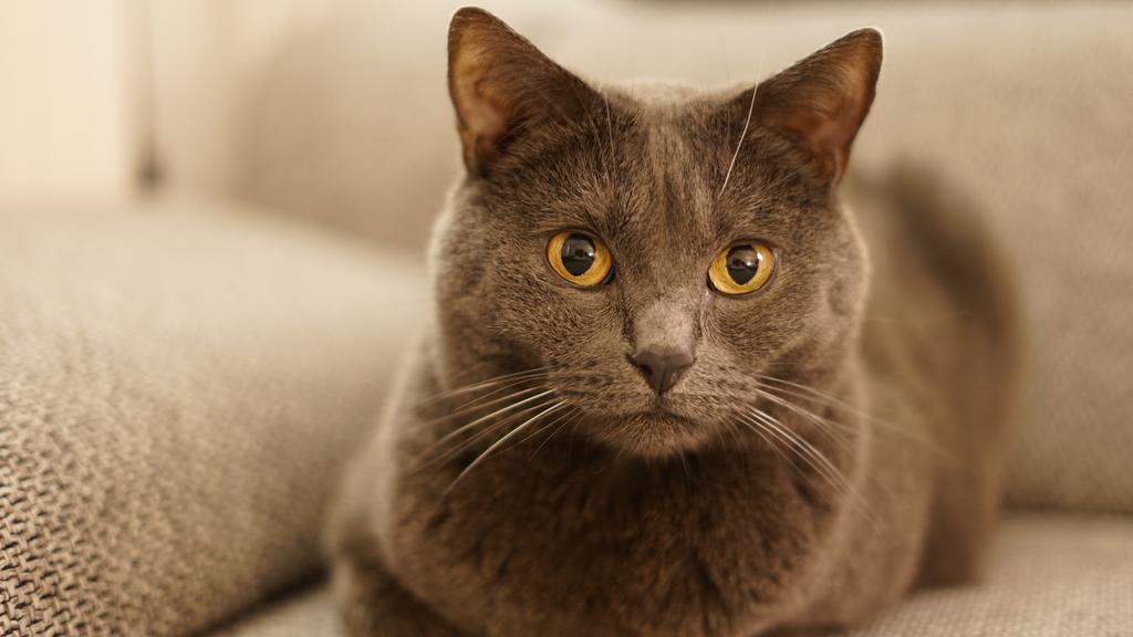 Chartreux