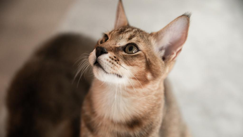 Living Environment Adaptability icon