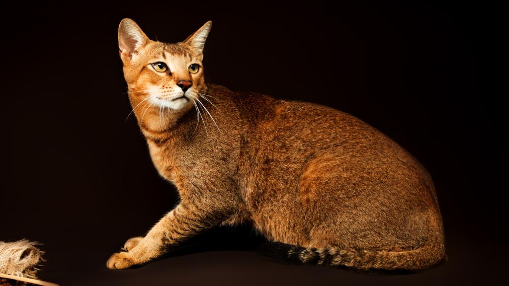 Life Stage Considerations icon