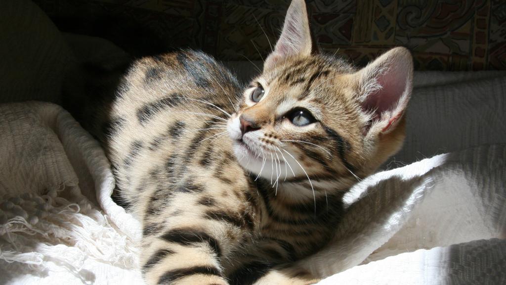 Adoption vs. Breeder Considerations icon