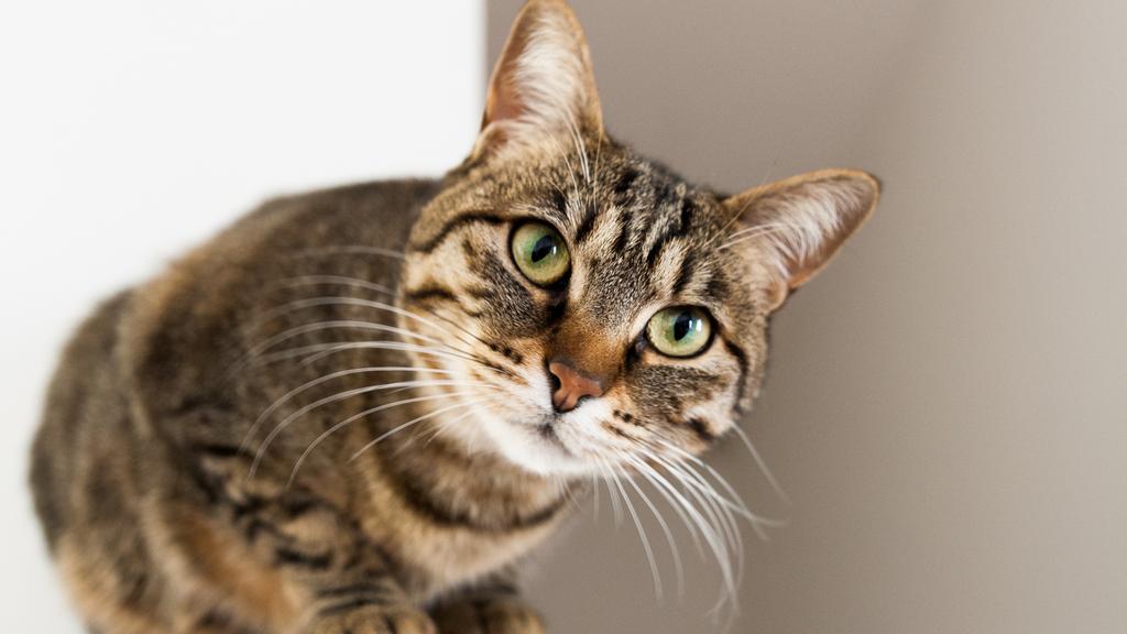 Exercise & Activity Needs icon