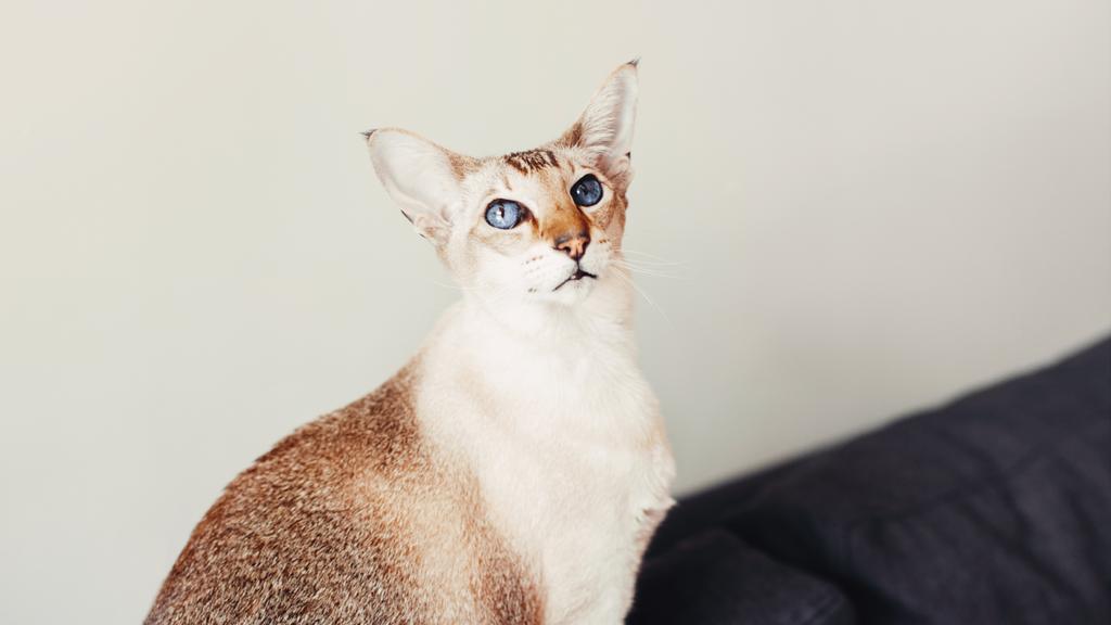 Colorpoint Shorthair