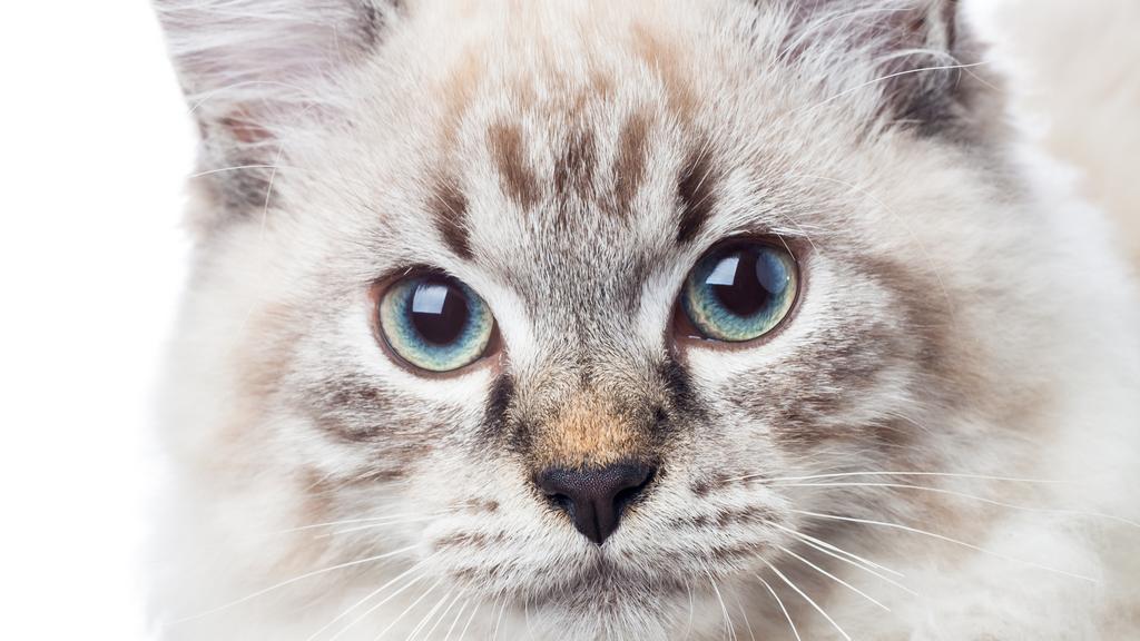 Colorpoint Shorthair