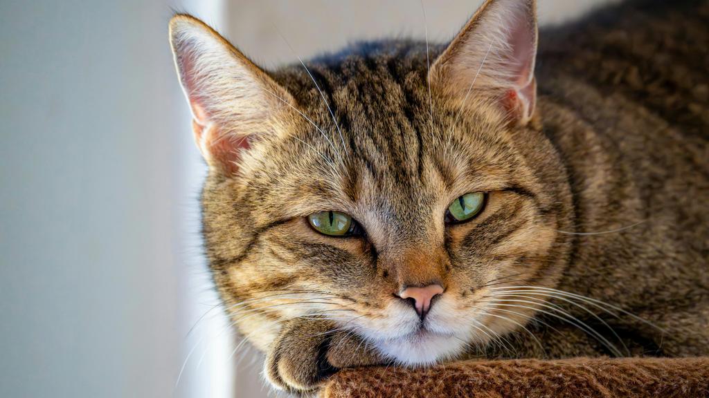 Colorpoint Shorthair