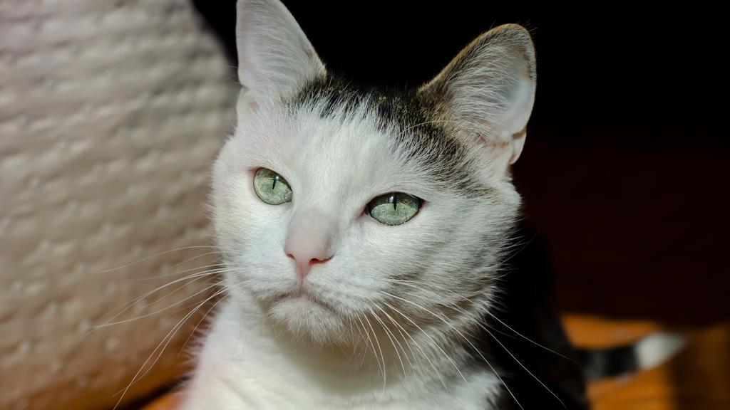 Colorpoint Shorthair