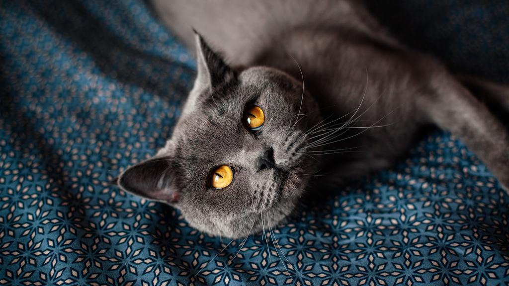 Colorpoint Shorthair