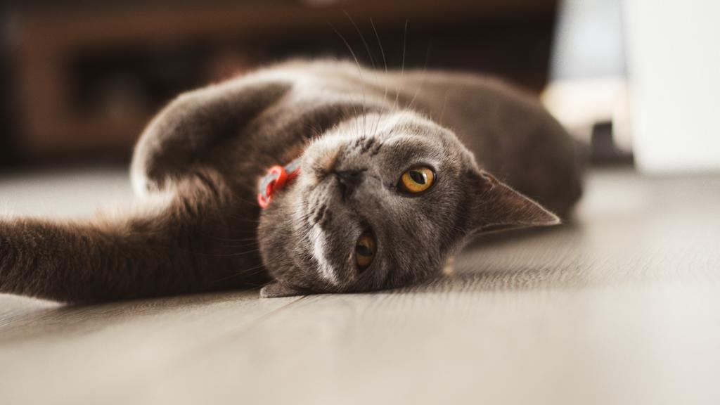 Colorpoint Shorthair