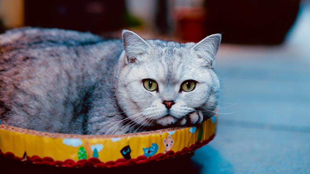 Colorpoint Shorthair