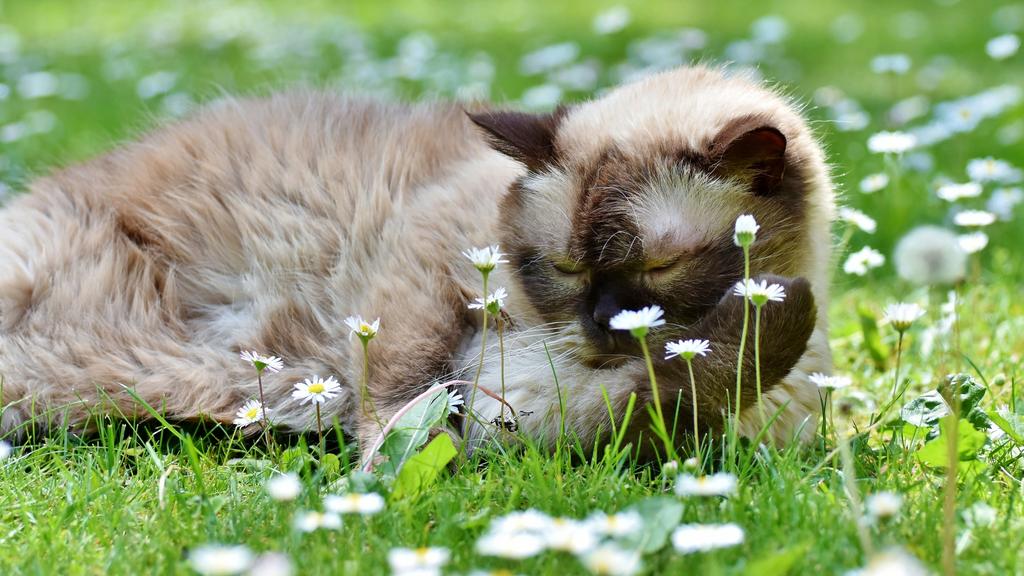 Colorpoint Shorthair