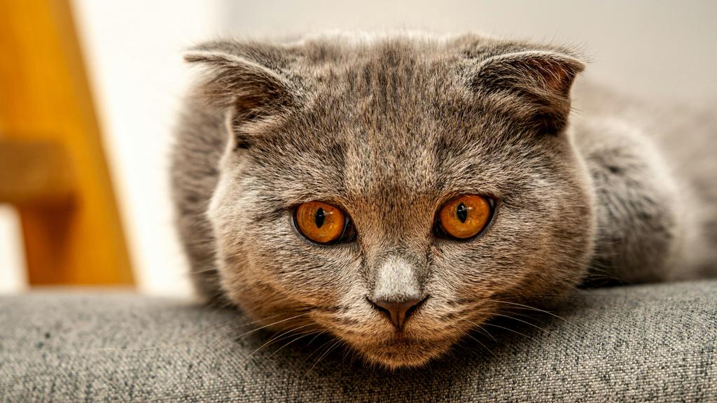 Colorpoint Shorthair