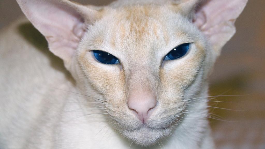 Colorpoint Shorthair