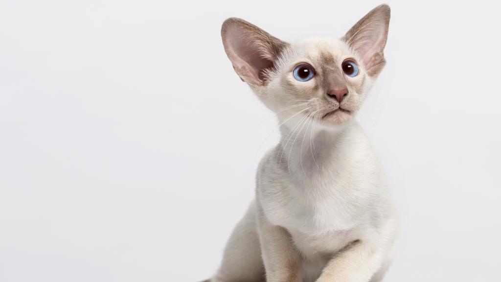 Colorpoint Shorthair