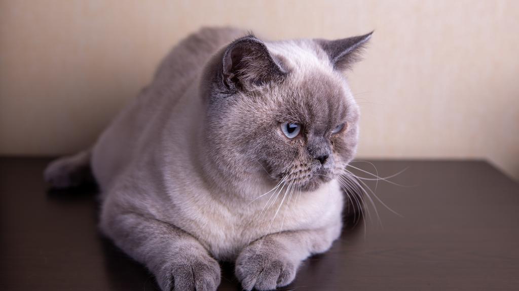 Colorpoint Shorthair