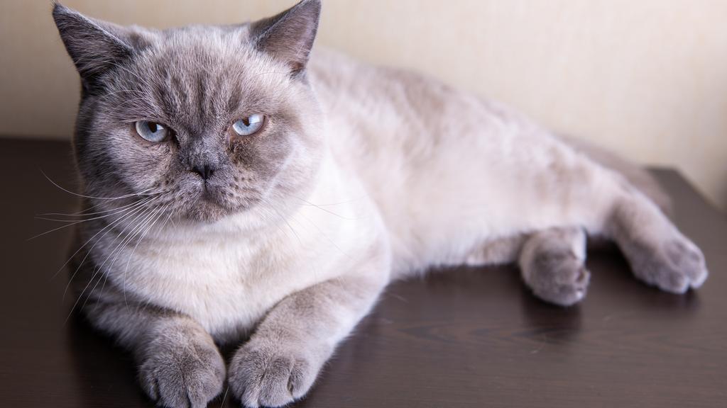 Colorpoint Shorthair