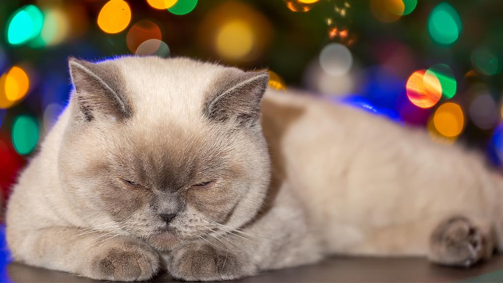 Colorpoint Shorthair