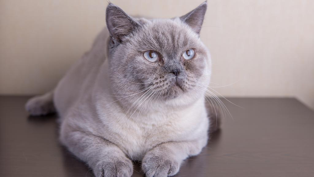 Colorpoint Shorthair