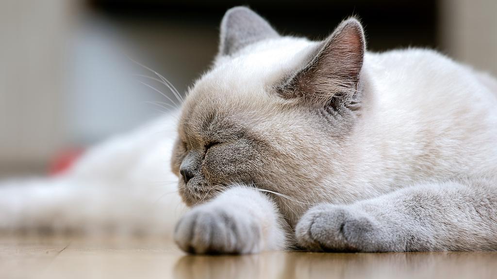 Colorpoint Shorthair