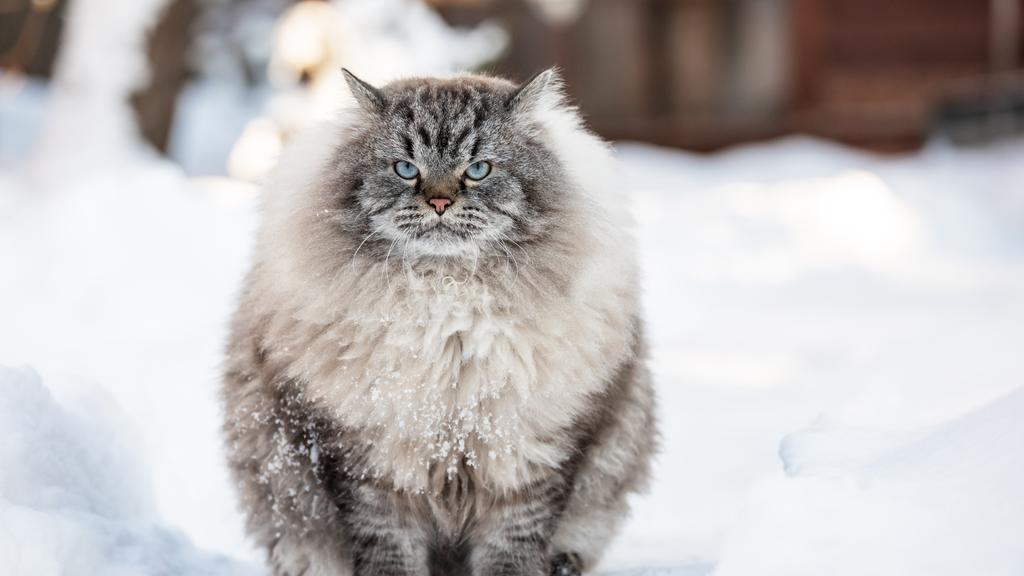 Colorpoint Shorthair