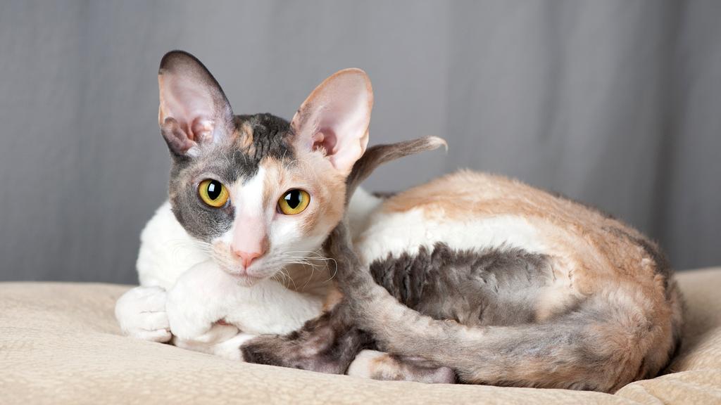 Cornish Rex