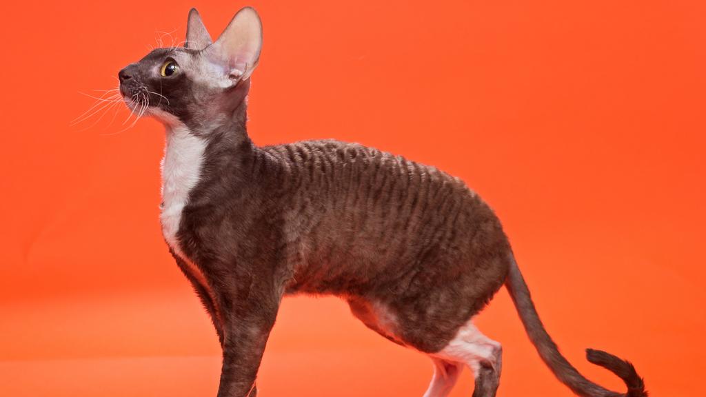 Cornish Rex
