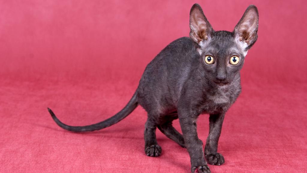 Cornish Rex