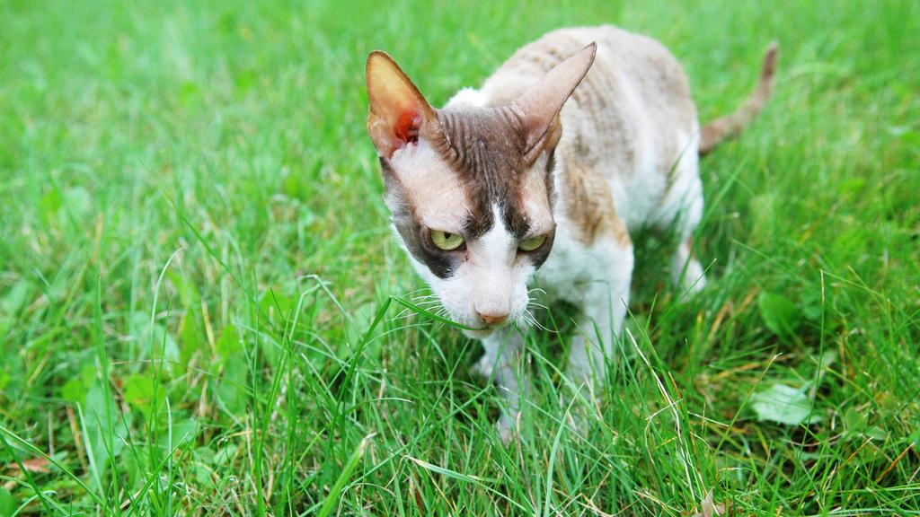 Cornish Rex
