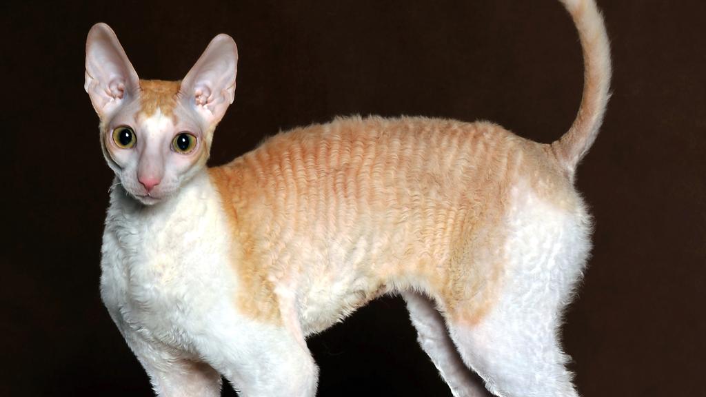 Cornish Rex