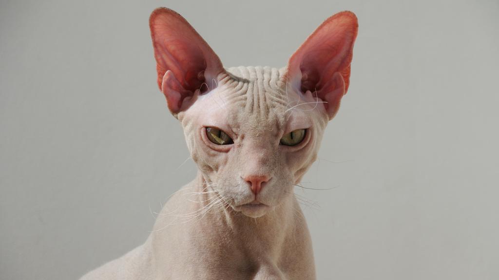 Cornish Rex