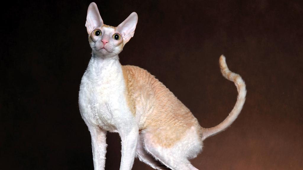 Cornish Rex