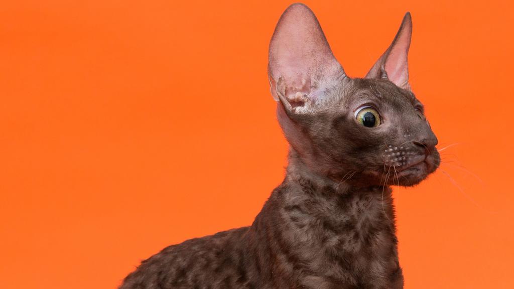 Cornish Rex