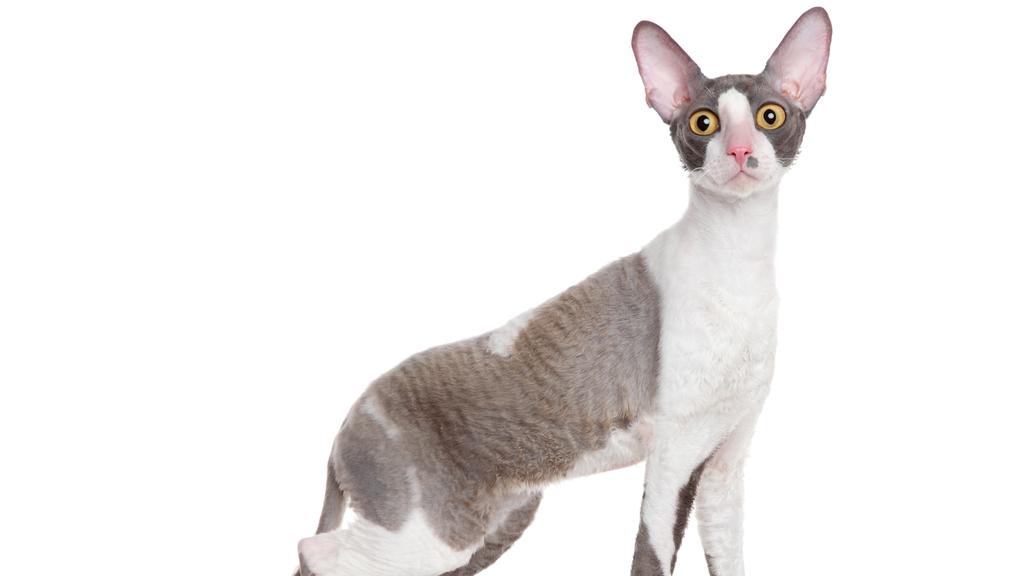 Cornish Rex
