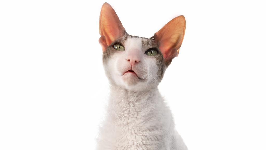 Temperament & Behavior icon