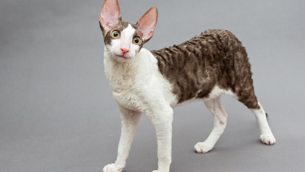 Cornish Rex